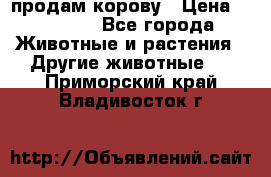 продам корову › Цена ­ 70 000 - Все города Животные и растения » Другие животные   . Приморский край,Владивосток г.